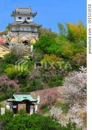 [Hiroshima Prefecture] Innoshima Suigun Castle with cherry blossoms in full bloom 101521658