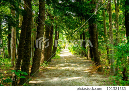 Yubu Island Avenue of cedar trees 101521883