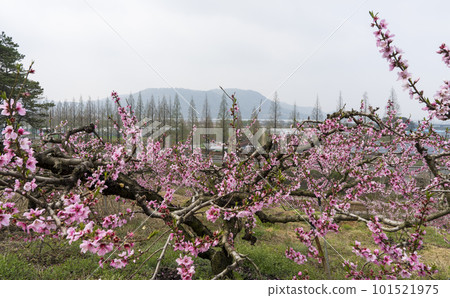 Pink peach blossoms in an eco-friendly peach farm in a rural village Pink peach blossoms in an eco-friendly peach farm in a rural village 101521975