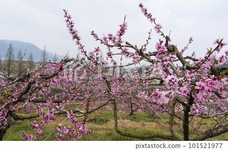 Pink peach blossoms in an eco-friendly peach farm in a rural village Pink peach blossoms in an eco-friendly peach farm in a rural village 101521977