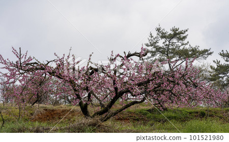 Pink peach blossoms in an eco-friendly peach farm in a rural village Pink peach blossoms in an eco-friendly peach farm in a rural village 101521980