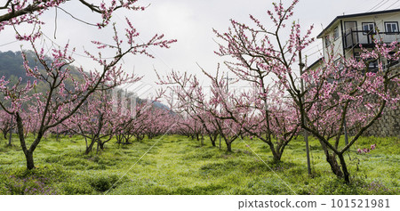 Pink peach blossoms in an eco-friendly peach farm in a rural village 101521981