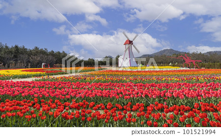Tulip field in Imjado Island, Sinan, Korea's 1004 islands 101521994