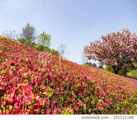 盛開的杜鵑花和藍天 盛開的杜鵑花和藍天 101522106