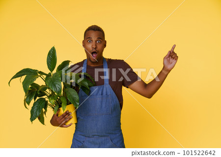 Amazed African American gardener holding home flower in hand and pointing to empty copy space on yellow background. Concept for product placement and advertising. High quality photo 101522642