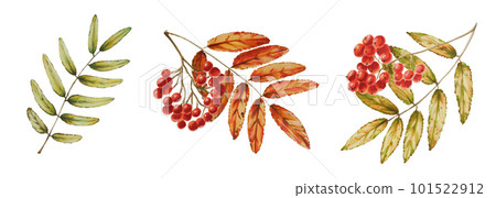Autumn watercolor isolated illustration on white background. Pumpkins, maple leaf, acorns, oak leaf, mushrooms, physalis, mountain ash, fly agaric. Seasonal autumn elements. Thanksgiving, Halloween 101522912