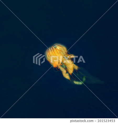 Floating red jellyfish 101523453