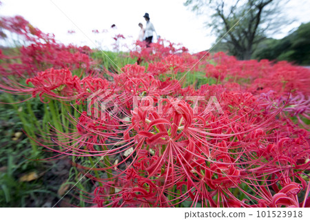 Landscape with cluster amaryllis 101523918