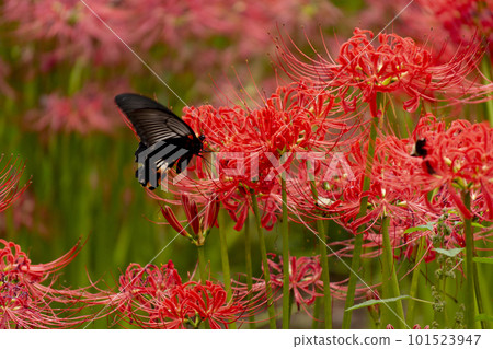 Red flowers and swallowtail butterfly 101523947