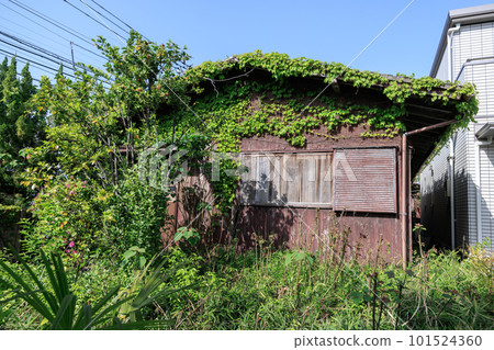 An abandoned wooden house covered in ivy and a garden overgrown with weeds An abandoned wooden house covered in ivy and a garden overgrown with weeds 101524360