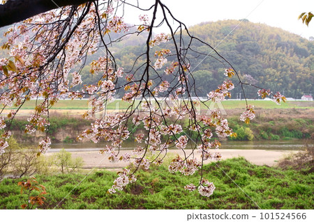 雨中櫻花盛開的瀨割手亭:京都府八幡市淀川花仙公園瀨割手亭地區 雨中櫻花盛開的瀨割手亭:京都府八幡市淀川花仙公園瀨割手亭地區 101524566