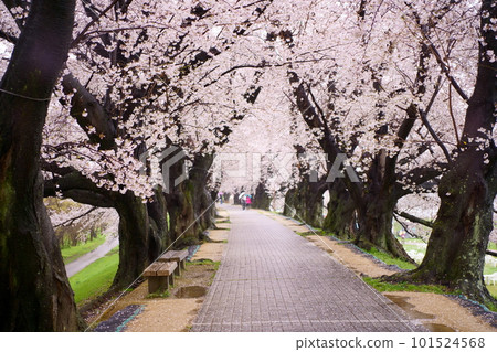 Sewaritei in the rain with cherry blossoms in full bloom: Yodogawa Kasen Park Sewaritei area, Yawata City, Kyoto Prefecture Sewaritei in the rain with cherry blossoms in full bloom: Yodogawa Kasen Park Sewaritei area, Yawata City, Kyoto Prefecture 101524568