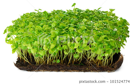 Micro green sprouts of sunflower isolated on white Micro green sprouts of sunflower isolated on white 101524774