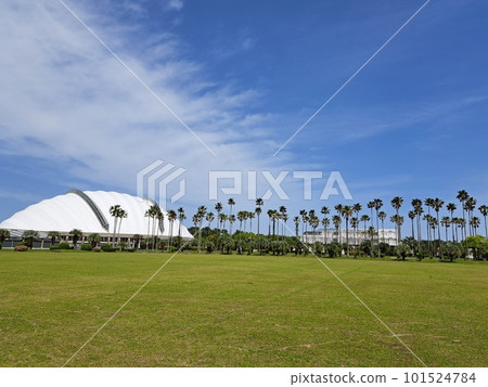 Professional Baseball Camp/Miyazaki 101524784