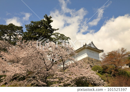 Cherry blossoms at Odawara Castle (Odawara City, Kanagawa Prefecture) 101525397