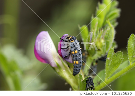 Prepupa of Seven-spotted ladybird Prepupa of Seven-spotted ladybird 101525620