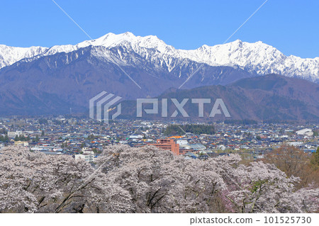 Spring in Shinshu: Northern Alps with cherry blossoms and remaining snow 101525730