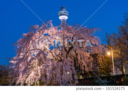 “神奈川縣”春季橫濱山下公園的垂枝櫻花 101526175