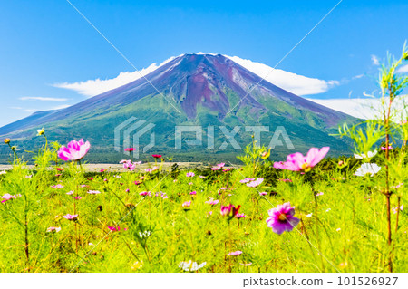 Mt.Fuji and Cosmos ~Yamanakako Hananomiyako Park~ Mt.Fuji and Cosmos ~Yamanakako Hananomiyako Park~ 101526927