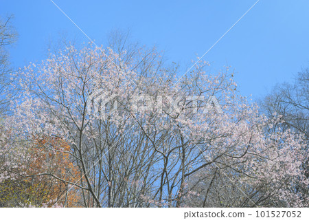 Cherry blossoms blooming in the mountains [Nagano Prefecture] 101527052