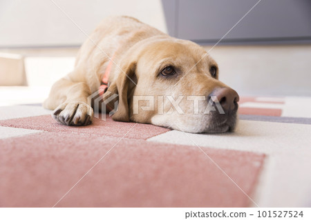 放鬆在房子前面的拉布拉多獵犬 放鬆在房子前面的拉布拉多獵犬 101527524