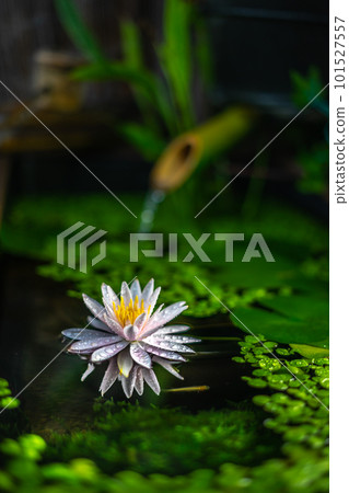 Daffodils blooming in the biotope Japanese style image of early summer Daffodils blooming in the biotope Japanese style image of early summer 101527557