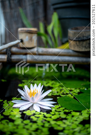漂浮在日式生境表面的睡蓮花 漂浮在日式生境表面的睡蓮花 101527611
