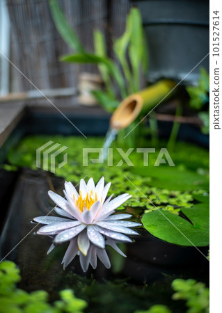 漂浮在日式生境表面的睡蓮花 101527614