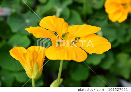 明亮的黃色金蓮花 101527631