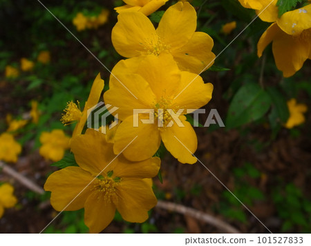 Yamabiki Yamabiki 101527833