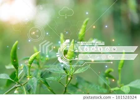 Smart Farm, Chilli peppers or green chilies farm Smart Farm, Chilli peppers or green chilies farm 101528324