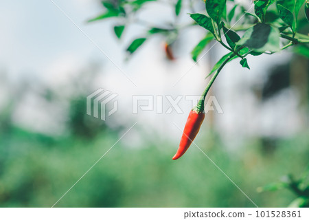 Chilli peppers or red chilies in farm 101528361