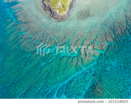 Okinawa's beautiful sea A large amount of transparent coral reefs floating in the sea of coral reefs Okinawa's beautiful sea A large amount of transparent coral reefs floating in the sea of coral reefs 101528603