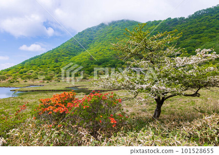 Mt. Akagi, one of Japan's 100 famous mountains, Kakumanbuchi in early summer when Rhododendron japonicum blooms Mt. Akagi, one of Japan's 100 famous mountains, Kakumanbuchi in early summer when Rhododendron japonicum blooms 101528655