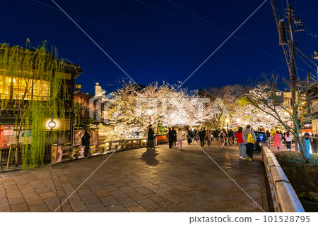 Kyoto in spring, cherry blossoms at night in Gion Shirakawa Kyoto in spring, cherry blossoms at night in Gion Shirakawa 101528795