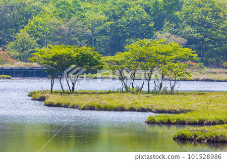 Mt. Akagi, one of Japan's 100 famous mountains, Kakumanbuchi in early summer when Rhododendron japonicum blooms Mt. Akagi, one of Japan's 100 famous mountains, Kakumanbuchi in early summer when Rhododendron japonicum blooms 101528986