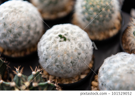 Cactus and Cactus flowers popular for decorative Cactus and Cactus flowers popular for decorative 101529052
