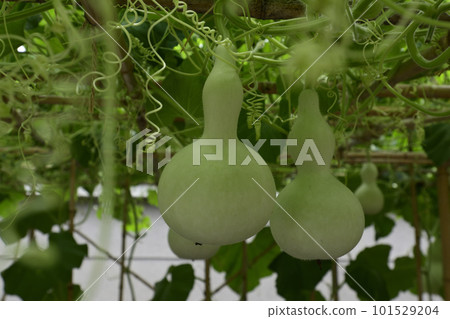 豐國神社千里葫蘆 101529204