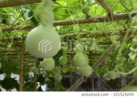 Toyokuni Shrine Sennari Gourd Toyokuni Shrine Sennari Gourd 101529209
