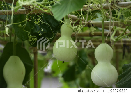 Toyokuni Shrine Sennari Gourd Toyokuni Shrine Sennari Gourd 101529211
