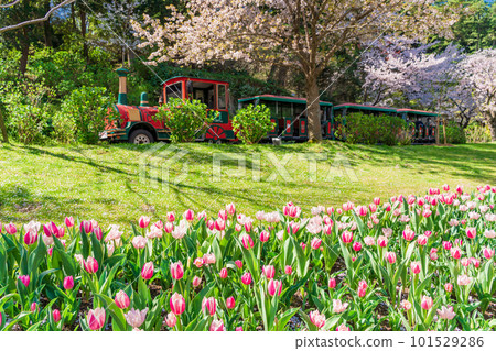 (靜岡縣)濱松花卉公園 穿過鬱金香和櫻花樹的花車 (靜岡縣)濱松花卉公園 穿過鬱金香和櫻花樹的花車 101529286