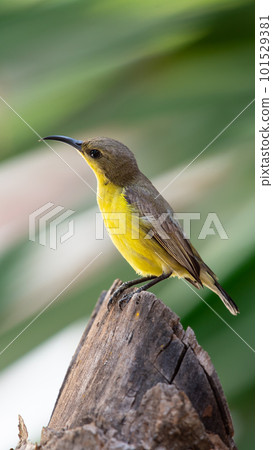 Bird (Olive-backed sunbird) on tree in nature wild Bird (Olive-backed sunbird) on tree in nature wild 101529381