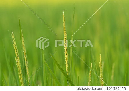 Nature of rice field on rice paddy 101529423