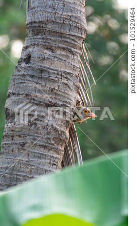 Bird (Lineated Barbet) on tree in a nature wild 101529464