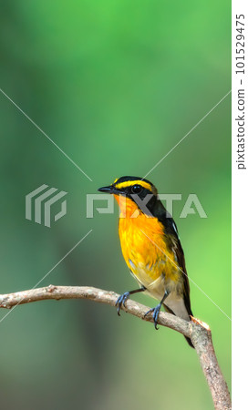 Bird (Narcissus Flycatcher) on tree in nature wild 101529475