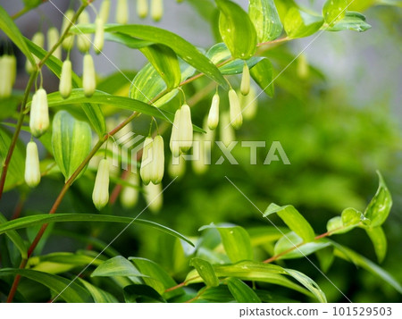 Naruko lily buds Naruko lily buds 101529503