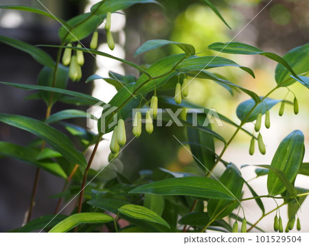 Naruko lily buds Naruko lily buds 101529504