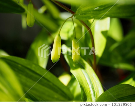 Naruko lily buds Naruko lily buds 101529505