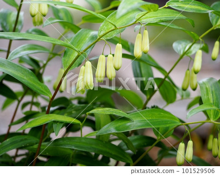 naruko lily flower naruko lily flower 101529506