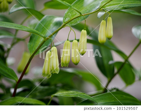naruko lily flower naruko lily flower 101529507